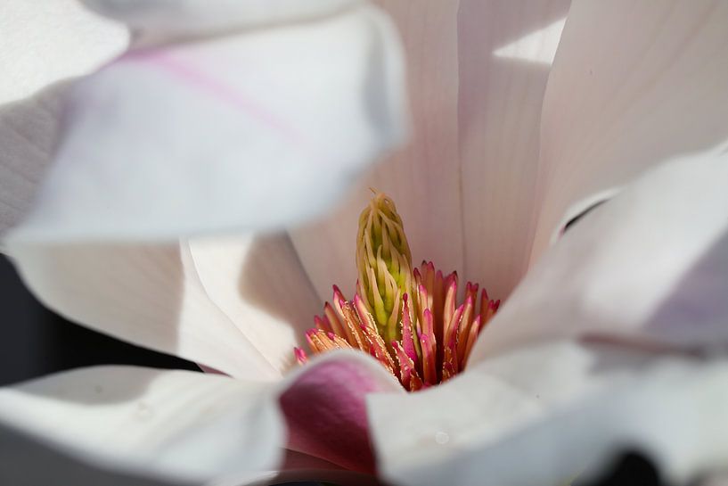 Magnolia van Marieke Funke
