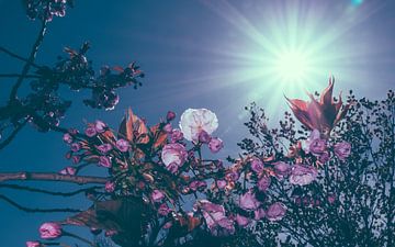 Roze kersenbloesem met een blauwe lucht en  voorjaarszon als achtergrond
