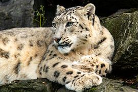 Schneeleopard von Eddy Smets