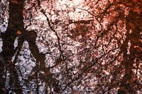 Reflection of trees in the water artistic