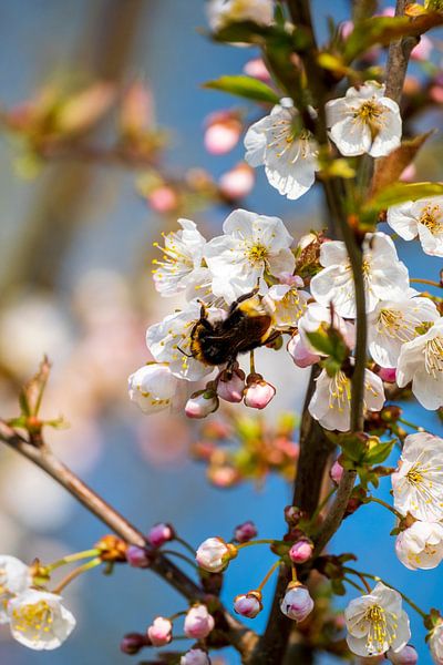 Colourful spring photo with blackthorn and bumblebee by Jochem Matthijsse