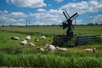 Landscape with cows