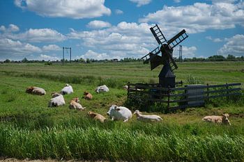 Landschaft mit Kühen
