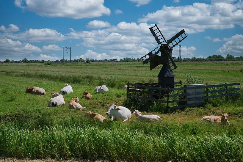 Landscape with cows by Frank Dotulong