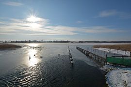Swans in the frozen lake Wreecher See, Putbus, Rügen by GH Foto & Artdesign