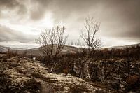 Autumn Rocks III
