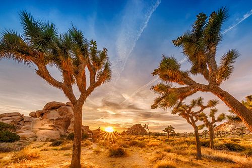 Prachtige zonsondergang in Joshua Tree National Park