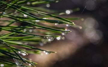 Dennenaalden na regenbui