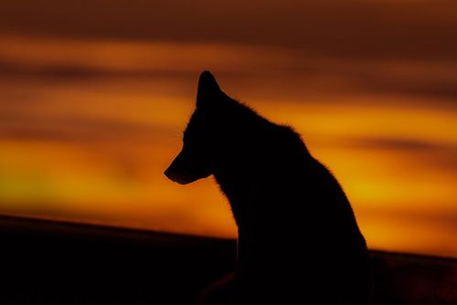 Silhouette of a fox at sunset