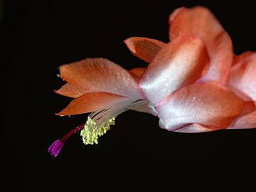 Flower of Schlumbergera by Katrin May