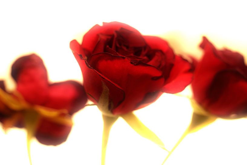 Rote Rosen van Markus Wegner