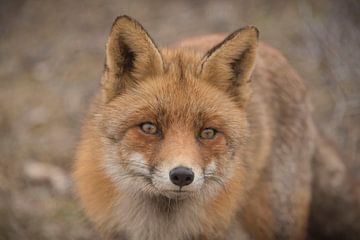 Renard sur Ans Bastiaanssen