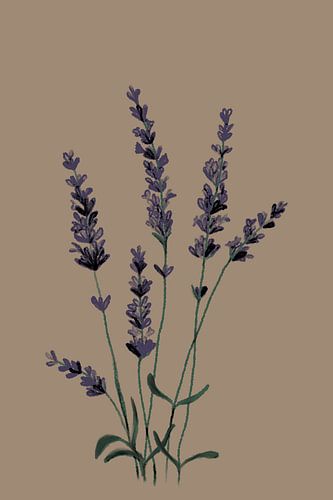 Lavendel