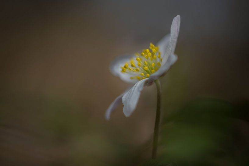 Bosanemone Anemone nemorosa von John van de Gazelle fotografie