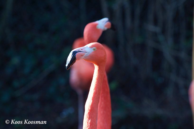 Flamingo Een Roze Vogel van Koos Koosman