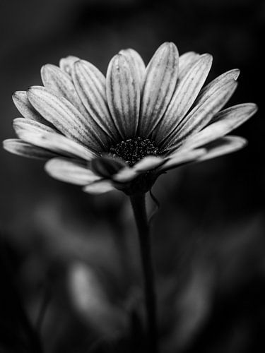 Spanische Marguerite