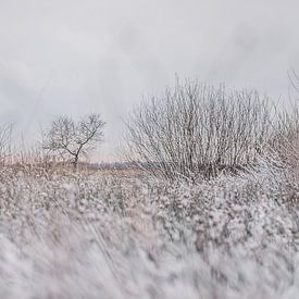 Natuur onder een sneeuwlaag 2 | Aamsveen in Twente van Ratna Bosch