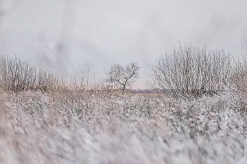 Nature covered under a layer of snow 2 | Aamsveen in Twente by Ratna Bosch
