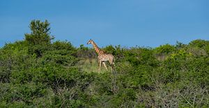 Giraffe im Naturreservat im Hluhluwe Nationalpark Südafrika von SHDrohnenfly