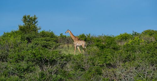 Giraffe im Naturreservat im Hluhluwe Nationalpark Südafrika