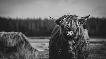 Close-up van een Schotse Hooglander Koe in Nederlandse weide in zwart-wit