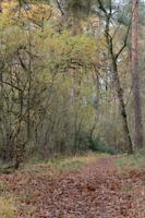 Herfst Softfocus