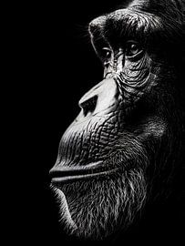 Gorilla – Würdevolles Seitenprofil in Schwarzweiß von drdigitaldesign