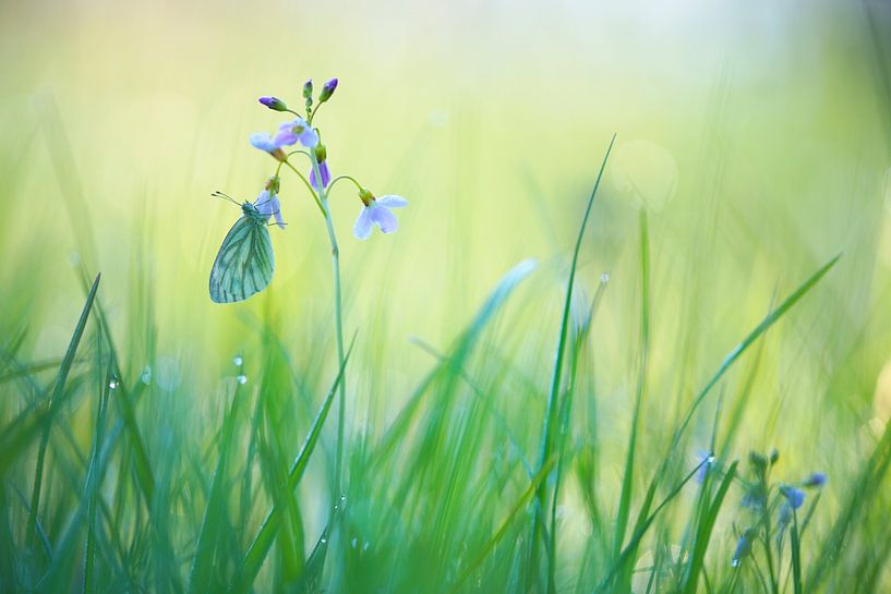 Petit blanc veiné accroché à la fleur de coucou par Silvia Reiche