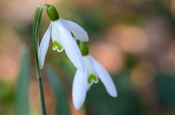 Sneeuwklokje