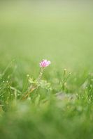 Makroaufnahme von 2 kleinen rosa Blüten im Gras.