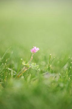 Macro foto van 2 kleine roze bloemetjes, in het gras. van Elisabeth Vandepapeliere