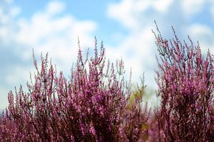 Sommerblühendes Heidekraut