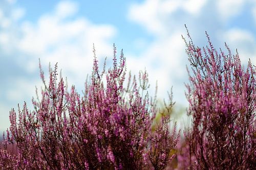 Zomerse bloeiende heide