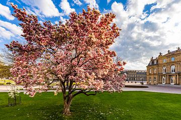 Magnolien am Schlossplatz in Stuttgart von Werner Dieterich