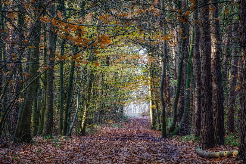 Wald von jacky weckx