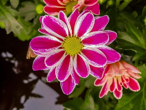 Theme : Flower, Chrisant, IJsselstein, The Netherlands