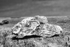 oester von Arie Jan van Termeij