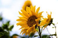Zonnebloemen in de nazomer