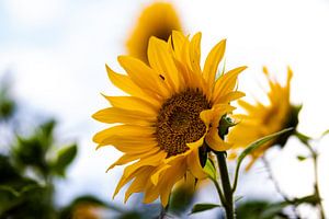 Zonnebloemen in de nazomer sur henry hummel