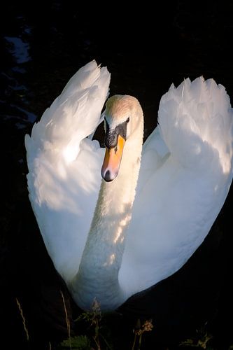 Beautiful swan