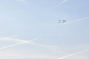 Les oies à l'aube