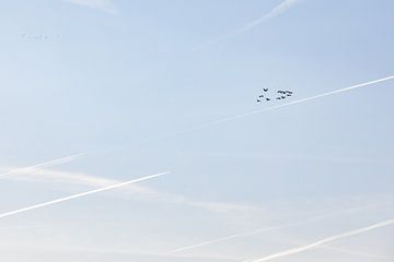 Ganzen in vogelvlucht in de ochtendgloren