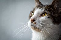 L'œil du chat