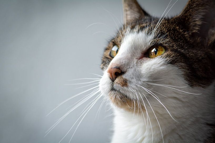 Eye of Cat by Evelien