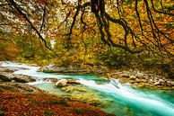 Herfstbladeren aan de wilde rivier van Denis Feiner thumbnail