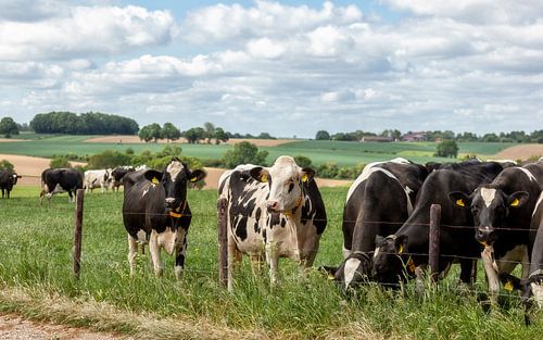 Nieuwsgierige koeien in Zuid-Limburg