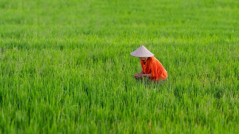 Agriculteur dans les rizières à Bali - 1 par Lex Scholten