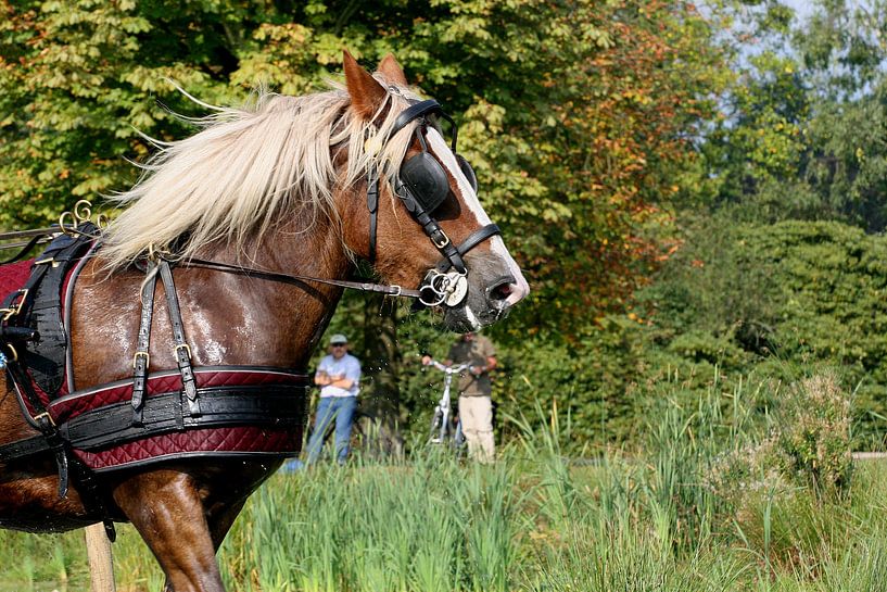 Powerhorse by Dutchphoto Press Pressphoto