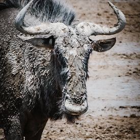 A wildebeest on the salt flats of the Kalahari desert by Patricia Van Roosmalen
