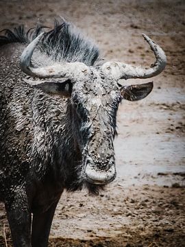 Een gnoe op de zoutvlakte van de Kalahari woestijn